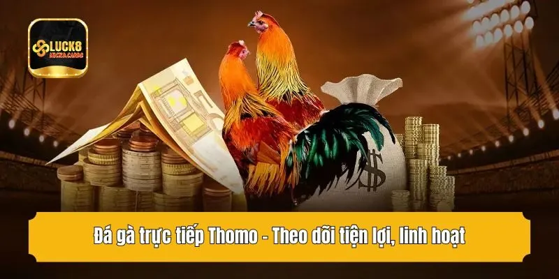 Đá gà trực tiếp Thomo - Theo dõi tiện lợi, linh hoạt